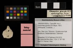 Foto (Objekt + Etiketten) von Eodromites grandis (von Meyer, 1857) (NHMW-GEO-1990-0041-0006a)